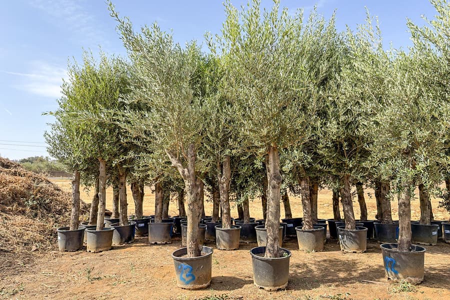 2 Olivenbäume Olea Europaea 